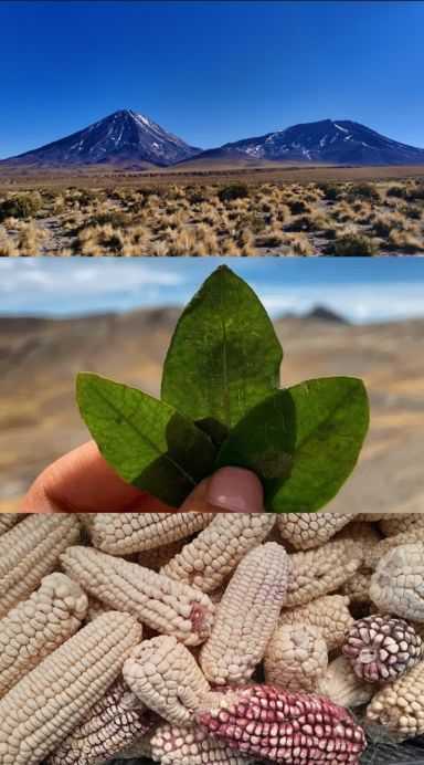 Imagen de unas montañas, debajo otra imagen con unas hojas y debajo unas mazorcas de maíz
